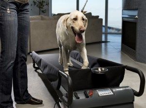 Dog Tread For Larger Breeds